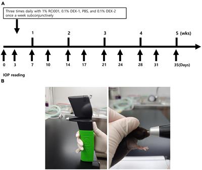 Comparison of RCI001 and corticosteroid on the effects on intraocular pressure in mice